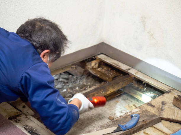 Best Mold Remediation  in Bronte, TX