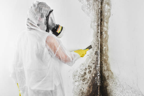 Best Fast Mold Removal  in Bronte, TX
