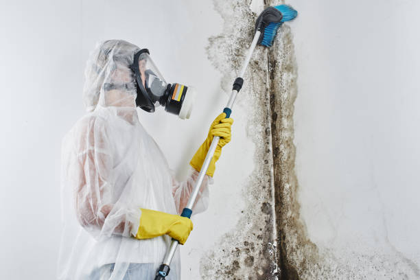 Best Mold Removal Company Near Me  in Bronte, TX