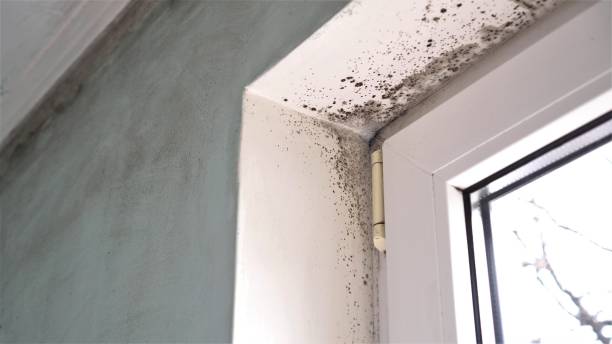Best Mold Damage Repair  in Bronte, TX