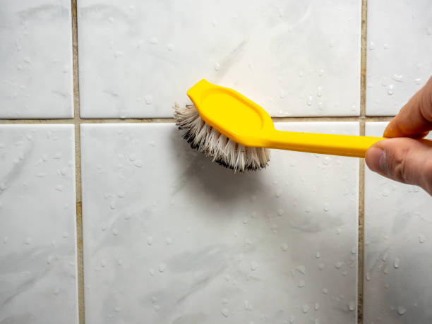 Mold Removal Process in Bronte, TX