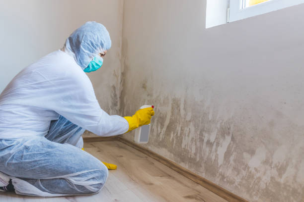 Best Mold Removal Process  in Bronte, TX