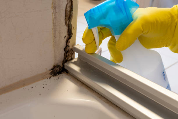 Bronte, TX Mold Removal Company