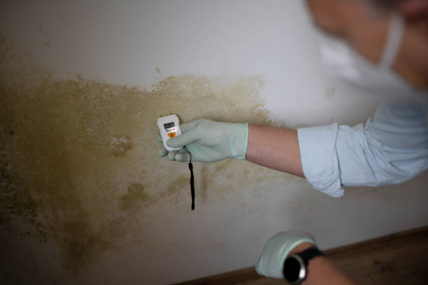Home Mold Removal in Bronte, TX