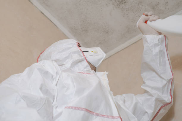 Best Toxic Mold Removal  in Bronte, TX