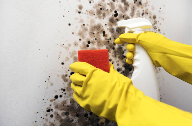 Best Attic Mold Removal  in Bronte, TX