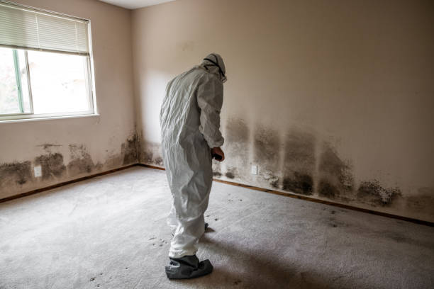 Best Office Mold Removal Services  in Bronte, TX