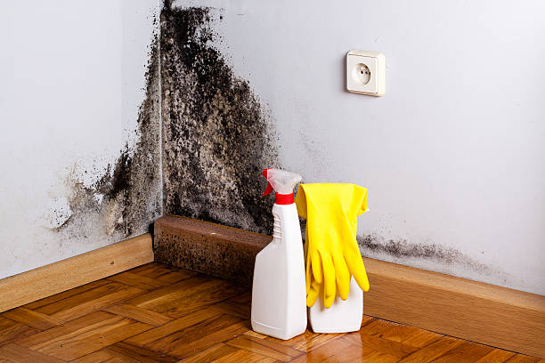 Reliable Bronte, TX Mold Removal Solutions