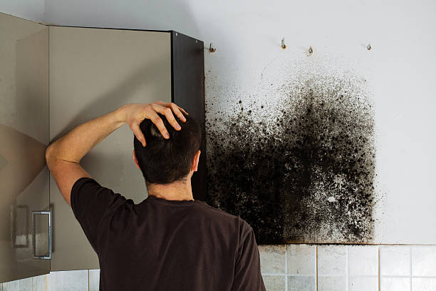 Best Mold Removal Company Near Me  in Bronte, TX