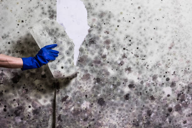Best Professional Mold Removal  in Bronte, TX