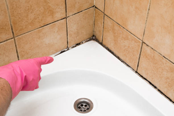 Best Mold Removal Company Near Me  in Bronte, TX