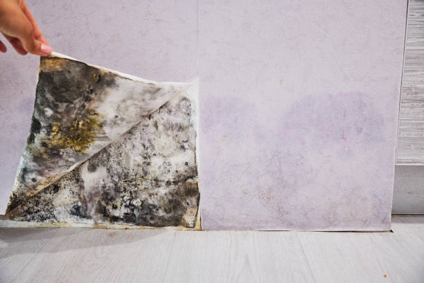 Attic Mold Removal in Bronte, TX